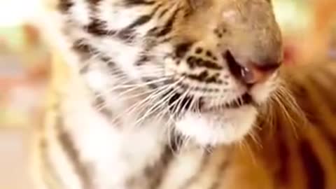 Baby Tiger Cub