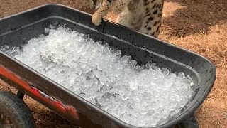 Big Cat Intrigued with Ice