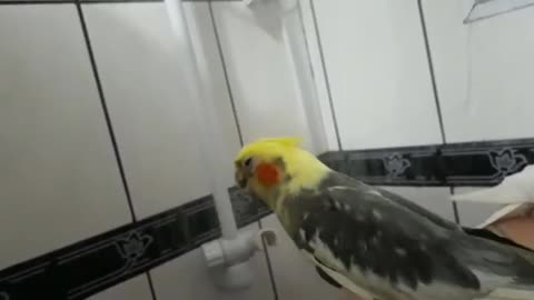 Cockatiel in te bath!