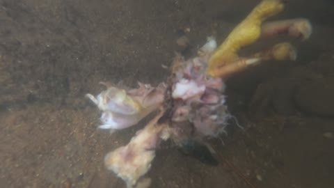 The Shrimp eats Chicken Bones in the water (p7)