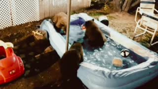 bears decided to swim in the pool