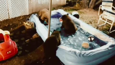 bears decided to swim in the pool