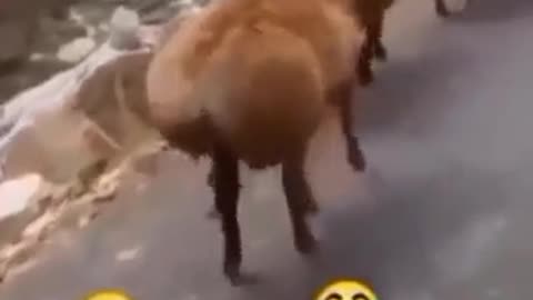 What a funny dancing animal