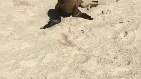 Small seals