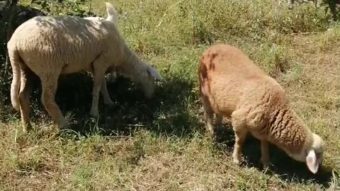 Sheep grazing in the pasture.