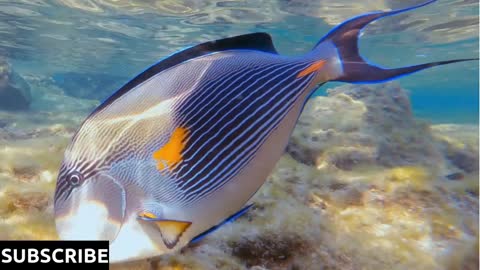 Underwater surgeon fish swimming on coral reef in clear ocean water