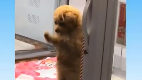 cute puppy