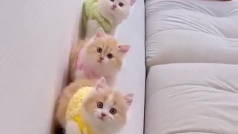 Funniest Videos 2023 😂 Funny Cats 🐱