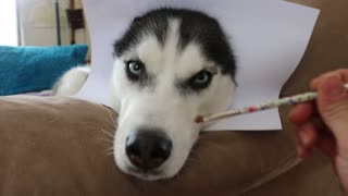 How to do a realistic drawing of your husky!