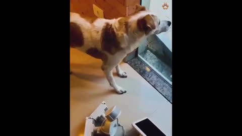 Hilarious Cat Compilation 6 😂: Non-Stop Laughs! #animalfunny #lol #unexpected #funnymoments