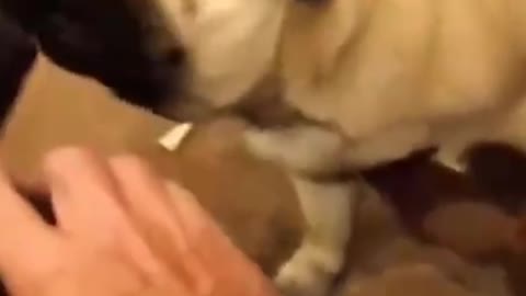 My Loving Puppy wants his face to itch and have fun