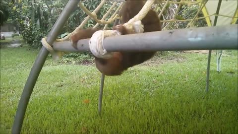 Baby sloths doing their thing