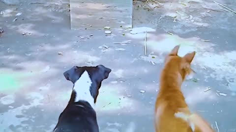 Dog mirror prank