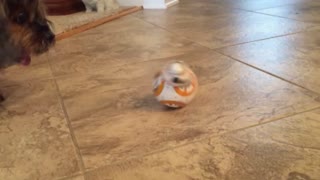 Cute Dog vs BB8