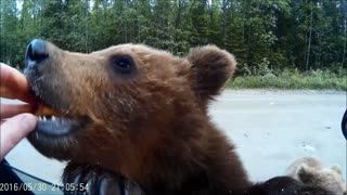 Family Feeds Bear Cubs
