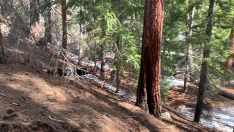 Ponderosa Pine Laden Deschutes National Forest – Whychus Creek – Central Oregon