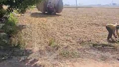 575 mahindra yuvo tractor 🚜 ♥️ #trending #shortviral #mahindra