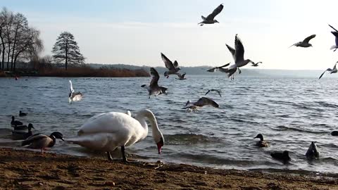 Swans Ducks Feeding Food Eating