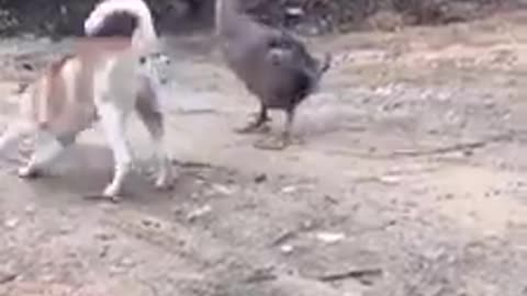 Dog VS Duck