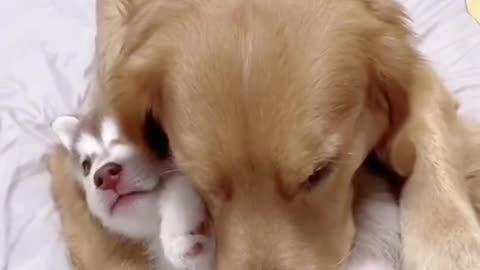 Golden Retriever Cares for Baby Husky Pups