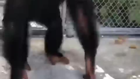 Funny monkey dancing