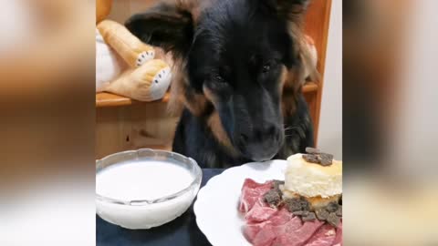 Spoilt puppy enjoys gourmet eye fillet 'steak cake' for birthday dinner