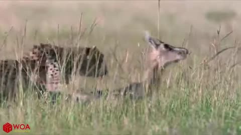 Amazing Baboon Saves Impala from Cheetah