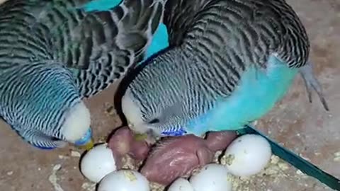 Love bird's eggs video