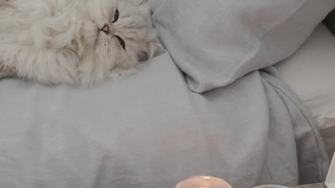 white-cat-lying-down-on-the-bed