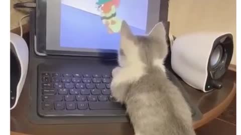 cat watching cartoon