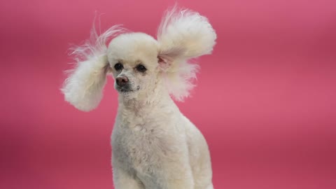 poodle dog s fur swaying by the wind blows