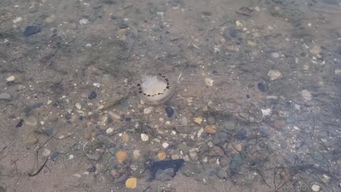 Live Jellyfish In Sea In Great Britain.