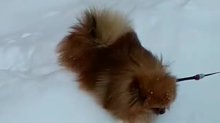 Cute Spitz in the harsh Russian snow