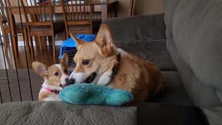 Corgis at play