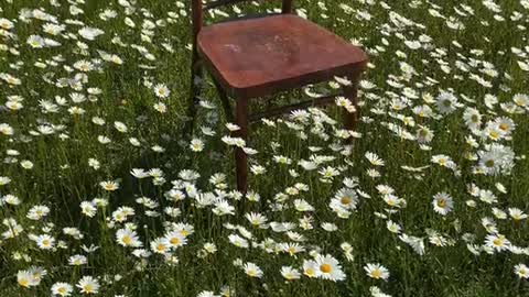 A Wooden Chair Placed in the Middle of Flower Bed of Daisies