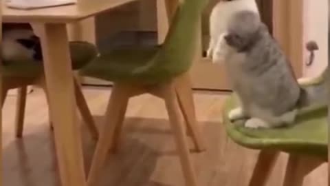 😅😅Funny Animal Videos 2022 😂 - Funniest Cats And Dogs Videos 😺😍 #shorts #viral #facts #cat #cats #5