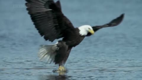 A Bird catching fish