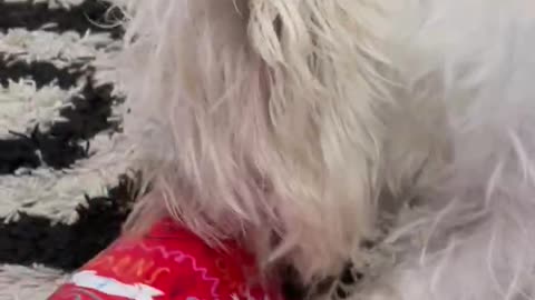 Westie Opens Christmas Present Dog