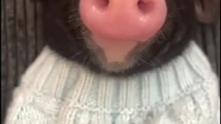 Happy little piglet 😊