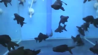 Muitos kinguios telescópio no aquário, são pretos e com olhos grandes [Nature & Animals]