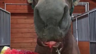 Slobbery Snack for Hungry Horse