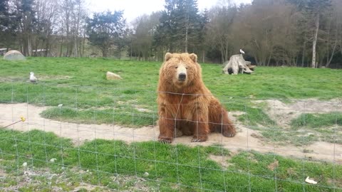 Bear Waving Funny Video