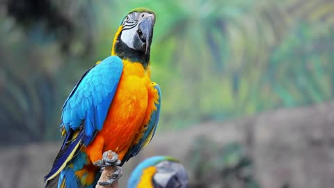Large multi-colored macaw parrot