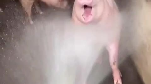 Now that is one happy and clean pig - bliss