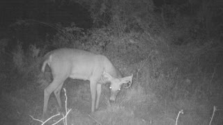 8 point grazing