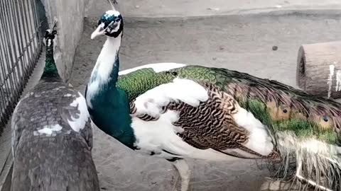 Cute Peacock 🦚 Video By Kingdom of Awais