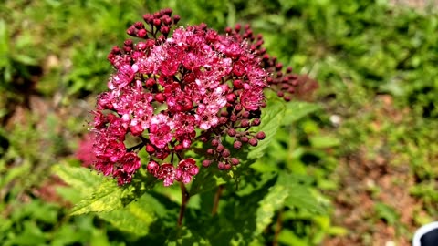 Superstar Spirea, Spirea Japonica, showy pink flowers from late spring to late summer 2024