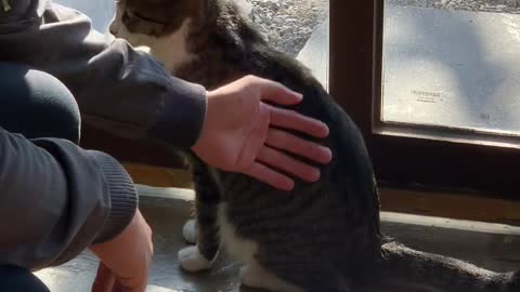 charming cafe cat want to hang out with me