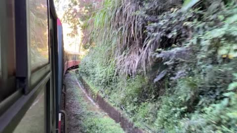 Train in the forest