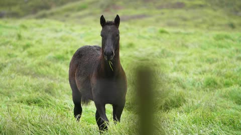 Foal Galloping In Slow Motion 38s Video